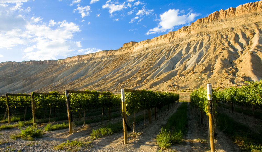 Wine Tasting in Colorado Wine Country